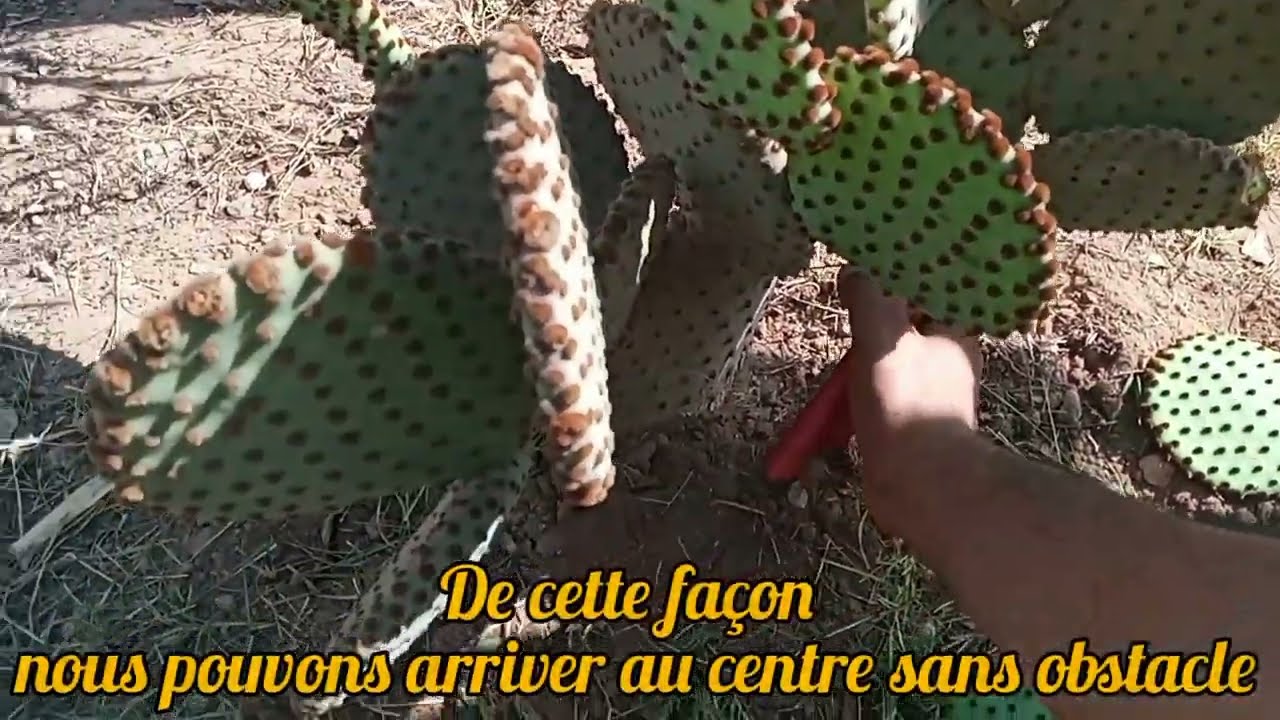 Comment tailler un cactus