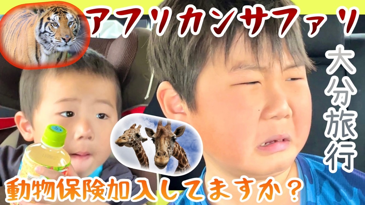 【アフリカンサファリ】あわや衝突💥？車を恐れない動物達😱…大分アフリカンサファリで迫力ある動物達を見てきました#大分アフリカンサファリ#大分旅行