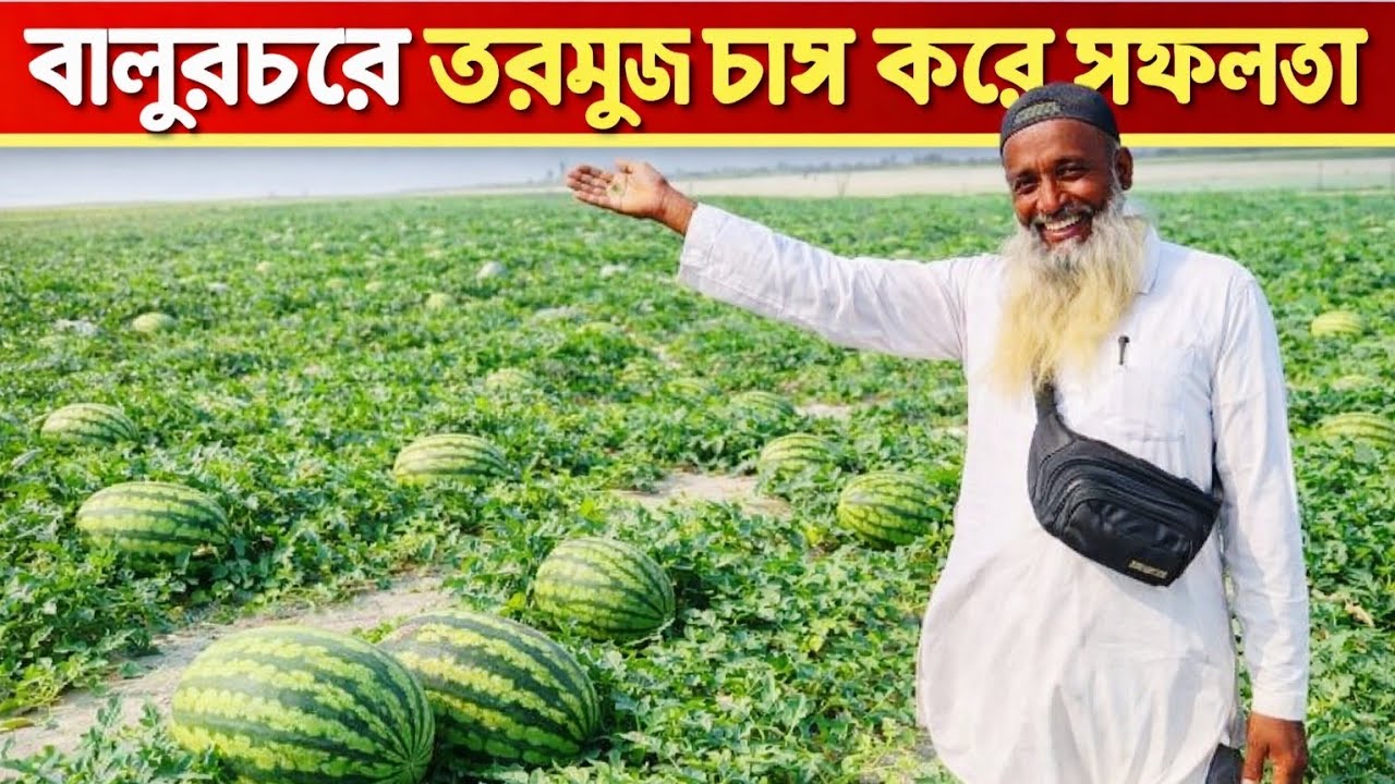 গ্রামে তরমুজ চাষ করে সফলতা |Watermelon farming video.
