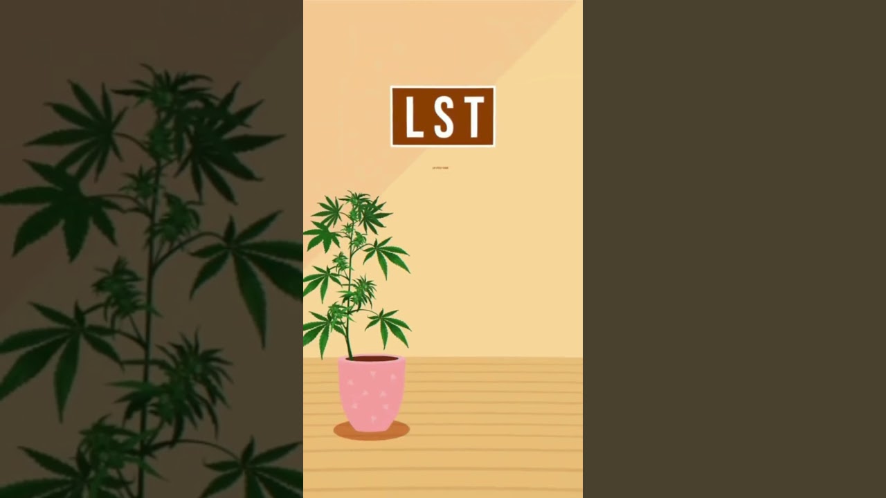 Тренировка или Растягивание Конопли (марихуана) #lst #topping #weed