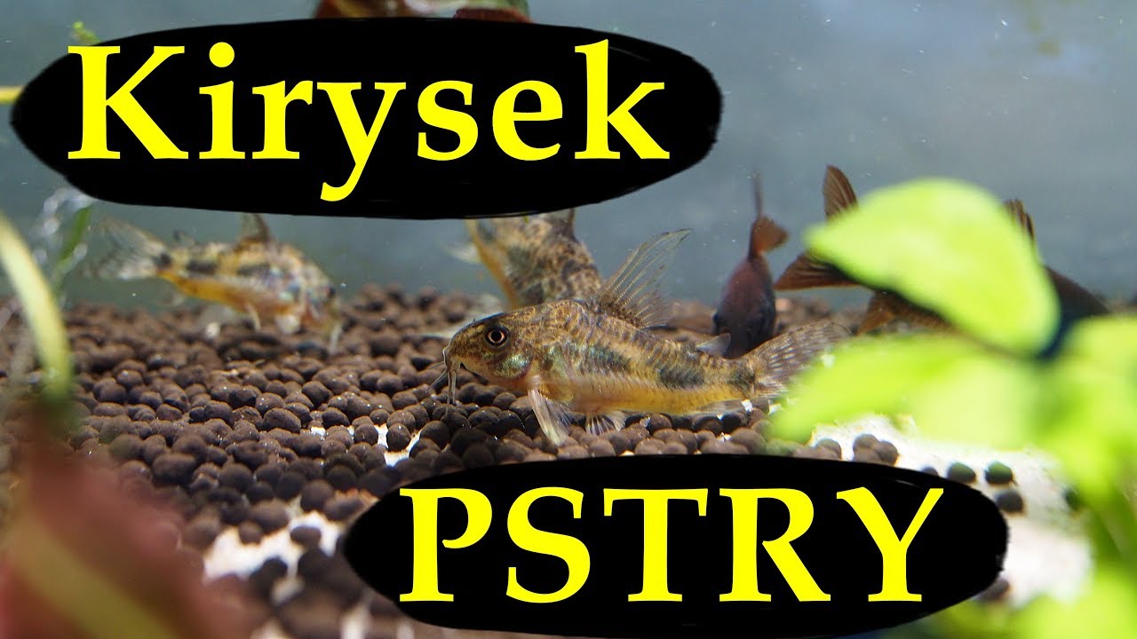 Kiryski w Akwarium - kirysek pstry | corydoras paleatus