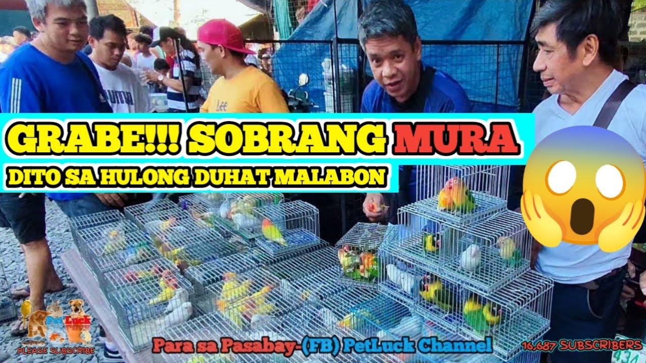 LOVEBIRDS UPDATE SA MGA NAPAKA MURANG IBON SA HULONG DUHAT MALABON
