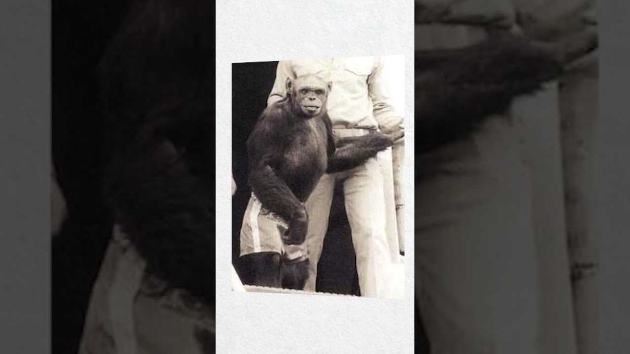 Oliver: The Chimp Once Believed to Be Half Human