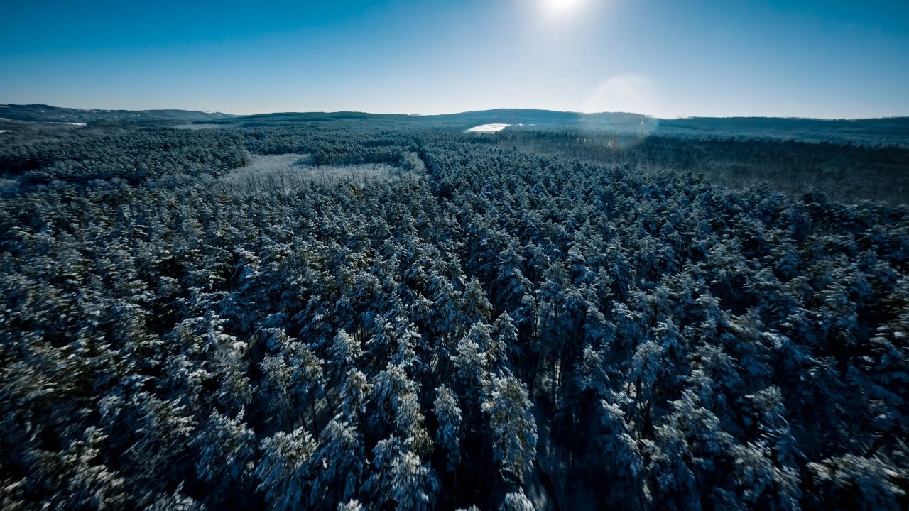 Margita - Winter Forest
