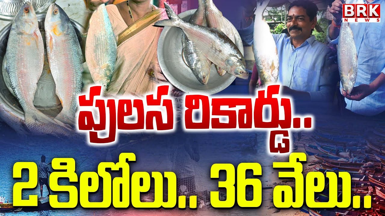 రికార్డ్ ధర పలికిన పులస చేప.. || Godavari Special Pulasa Fish | BRK News