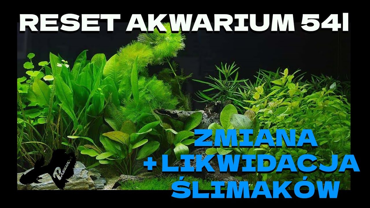 Planowany RESET Akwarium 54l & Likwidacja Ślimaków / Akwarium Pana Andrzeja ;) , ZAPRASZAM...