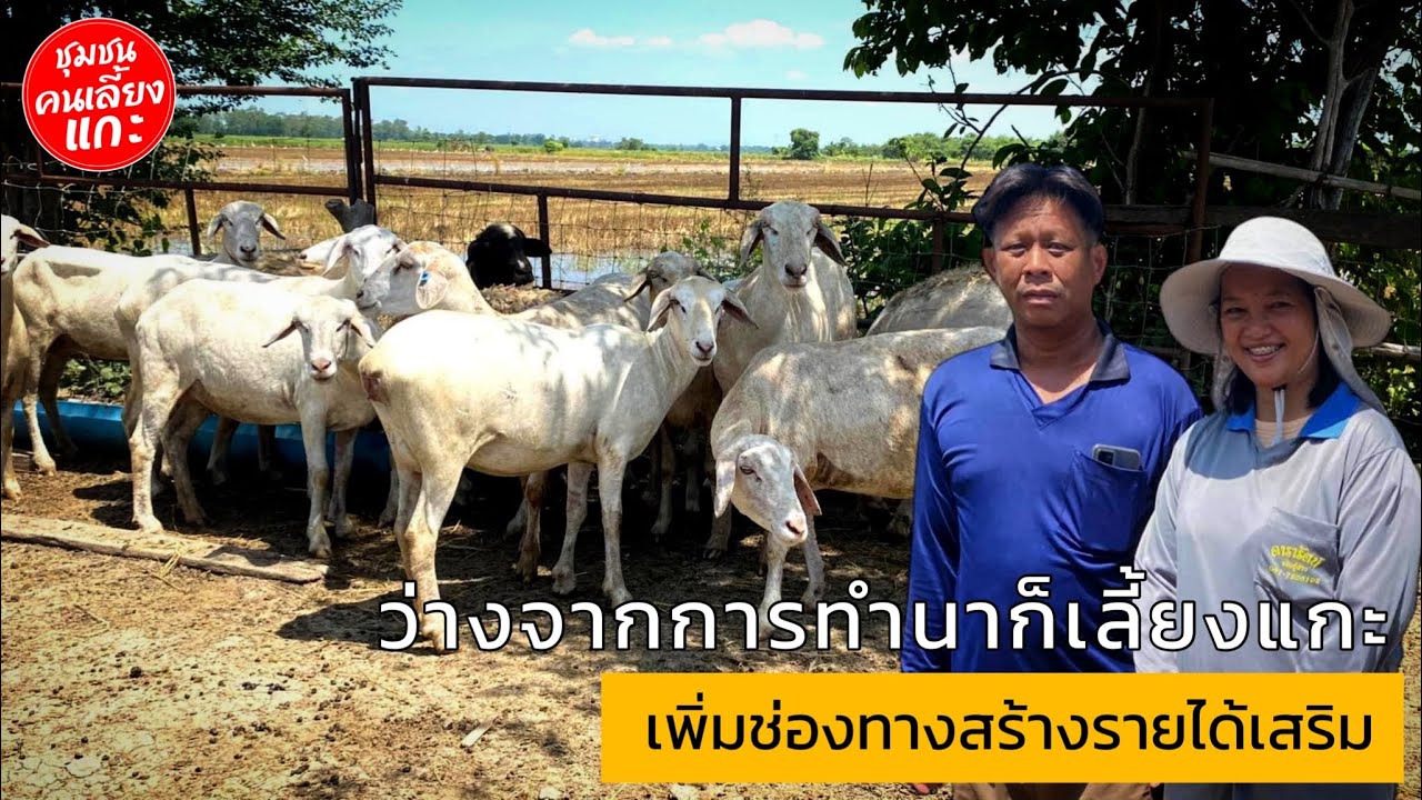 ว่างจากการทำนาก็เลี้ยงแกะ เพิ่มช่องทางสร้างรายได้เสริม @ชุมชนคนเลี้ยงแกะ