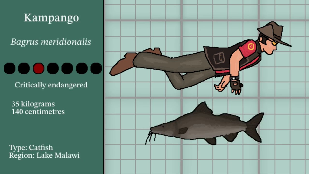 Freshwater fish size comparison (+10 kgs)