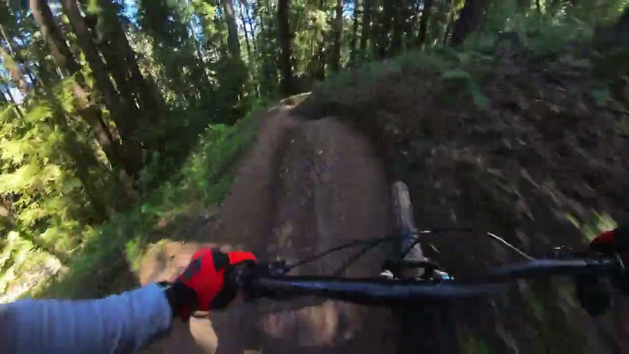 FLOW Trail - Demo Forest 03/16/2026