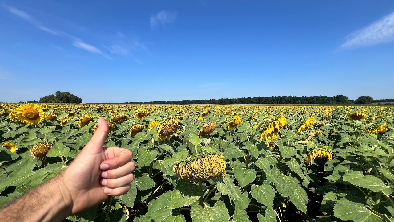 Сім років не сіяли соняшнику. Перші враження і вибір гібридів. Ліон, Піонер, Карві