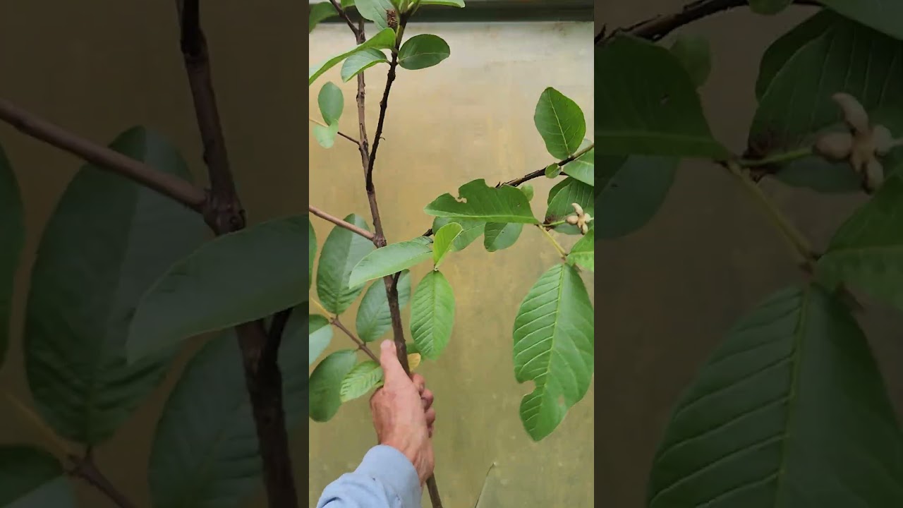 Why is my varigated guava reverting? #shorts