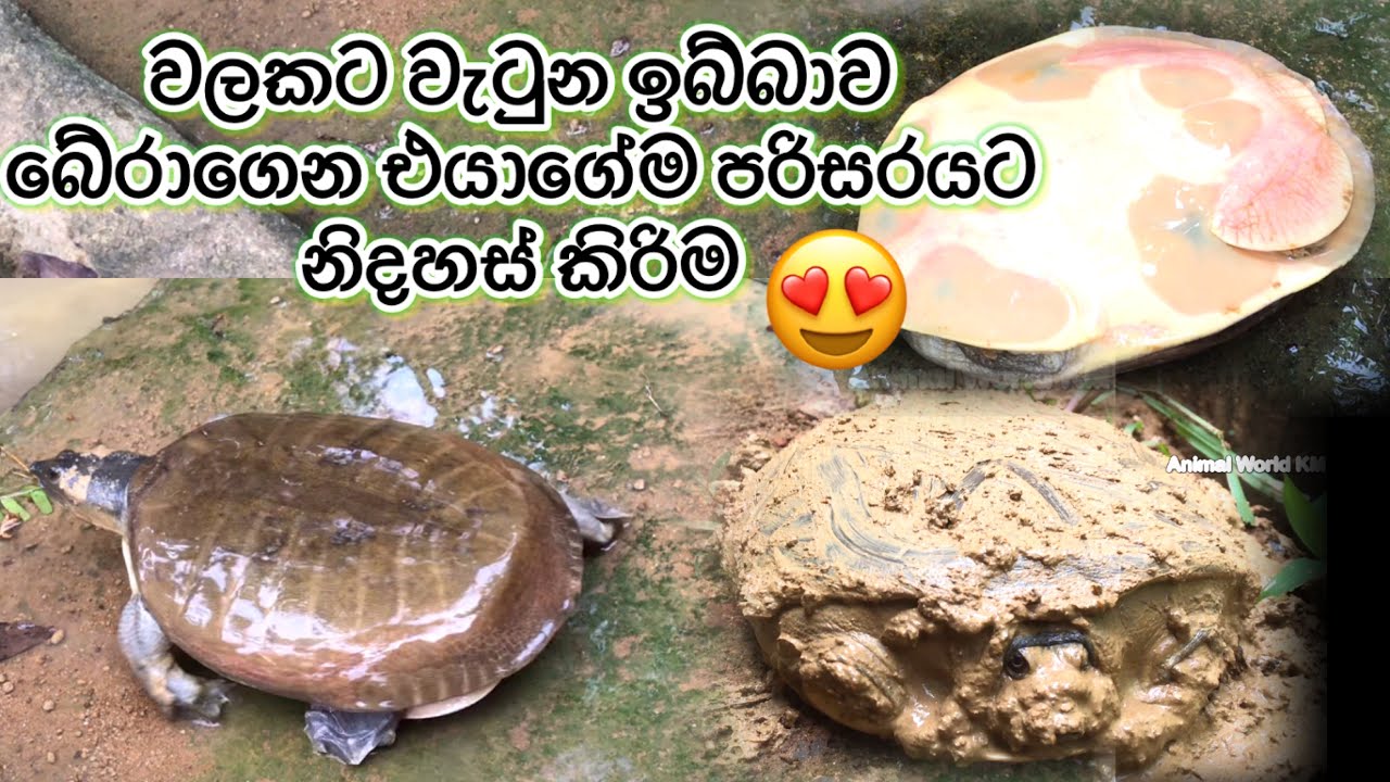 වලේ හිටපු කිරි ඉබ්බා 😥 Flapshell turtle