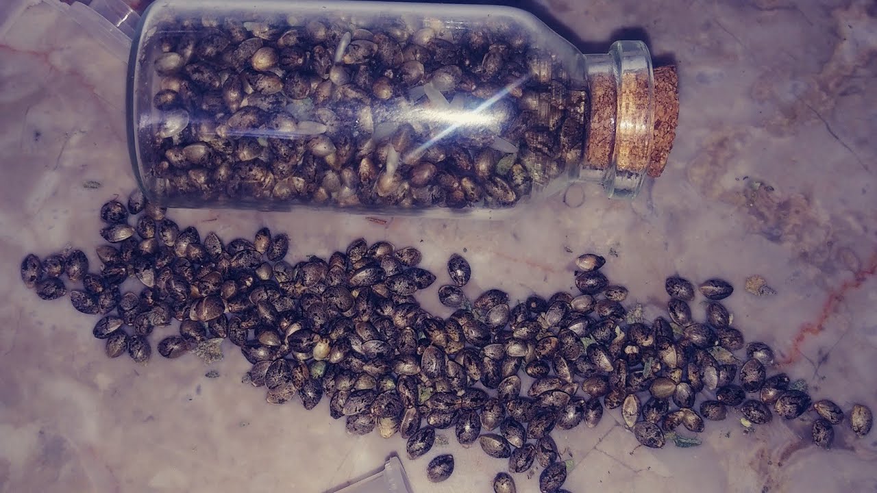 Sorting out and packaging my feminized cannabis seeds after the cannafem harvest