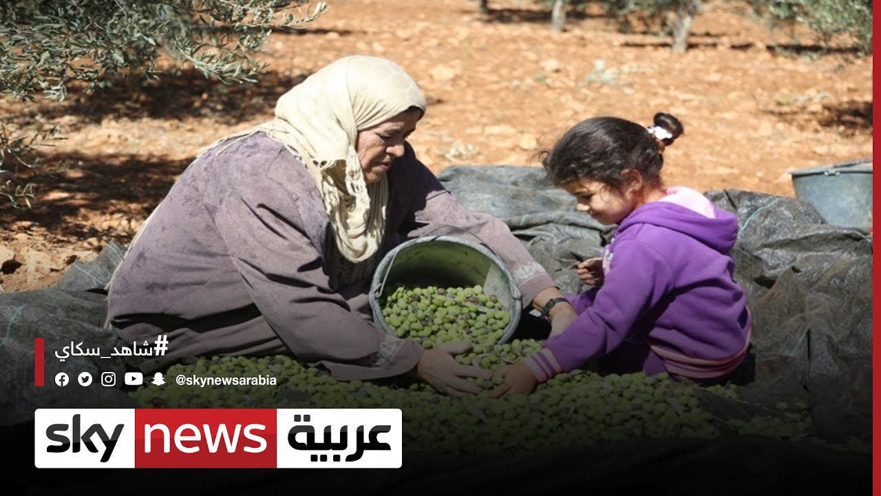انطلاق موسم قطف الزيتون في قطاع غزة | #مراسلو_سكاي