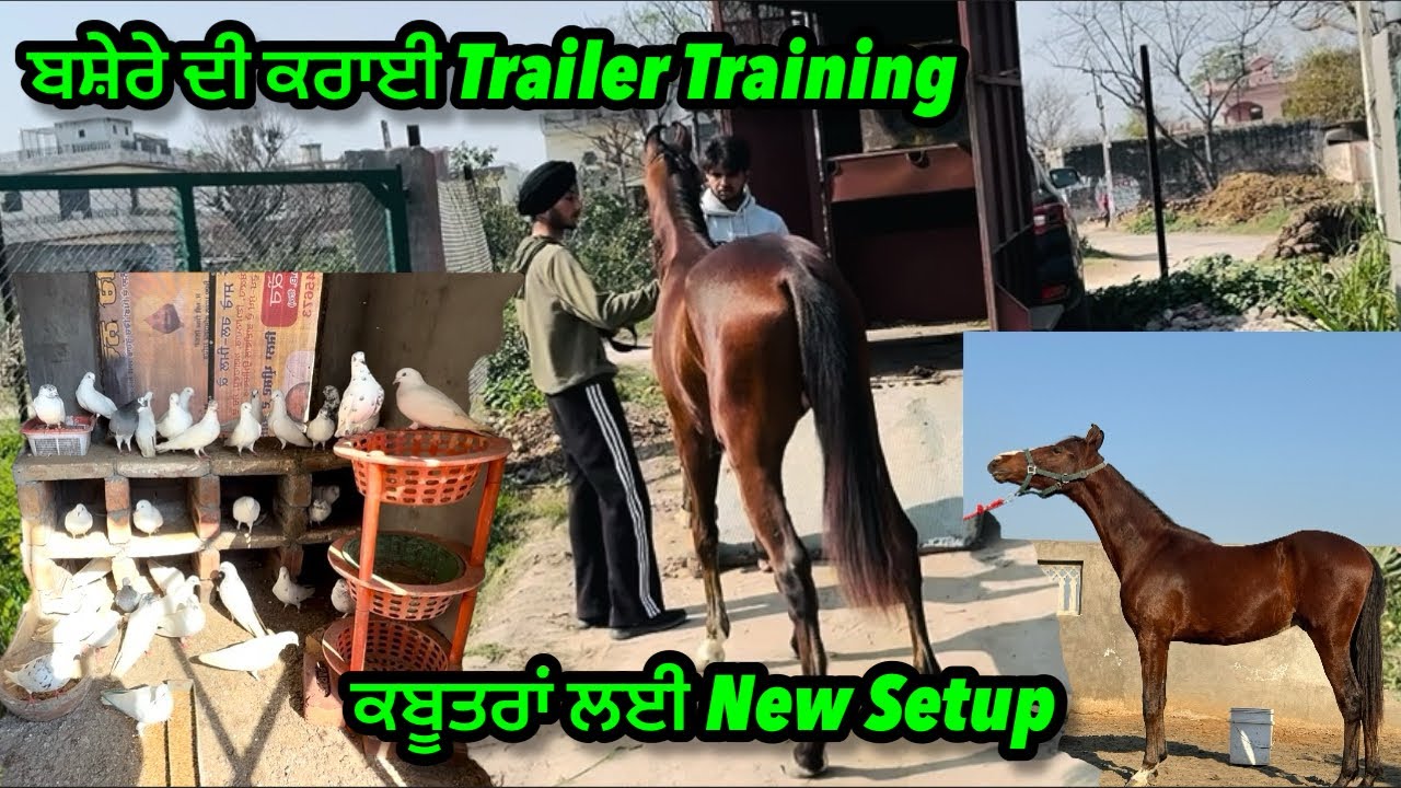 ਬਸ਼ੇਰੇ ਦੀ ਕਰਵਾਈ Trailar ਵਾਲੀ Training ॥ਕਬੂਤਰਾਂ ਲਈ New Setup ॥#viral #horse #pigeon #vlog #video 
