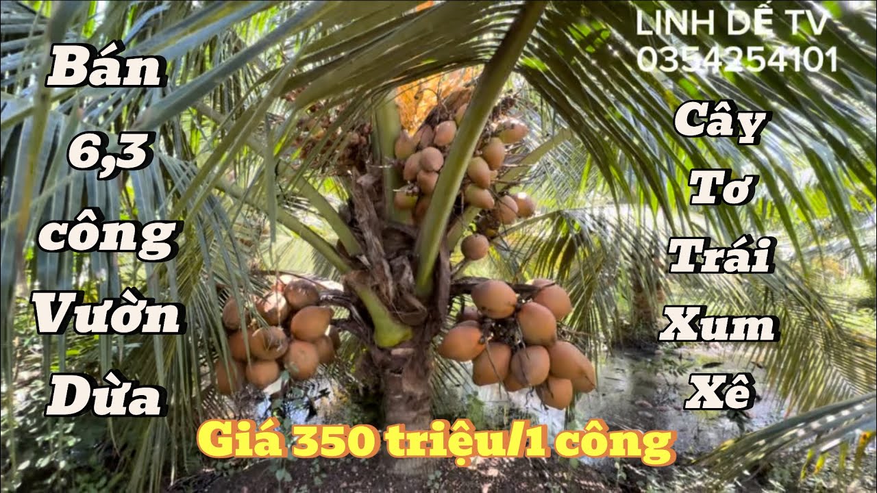 T1536💕cần tiền bán rẻ 6,3 công vườn dừa lùn trái xum xê xã Vĩnh Bình Đồng Tháp (tiền giang cũ)