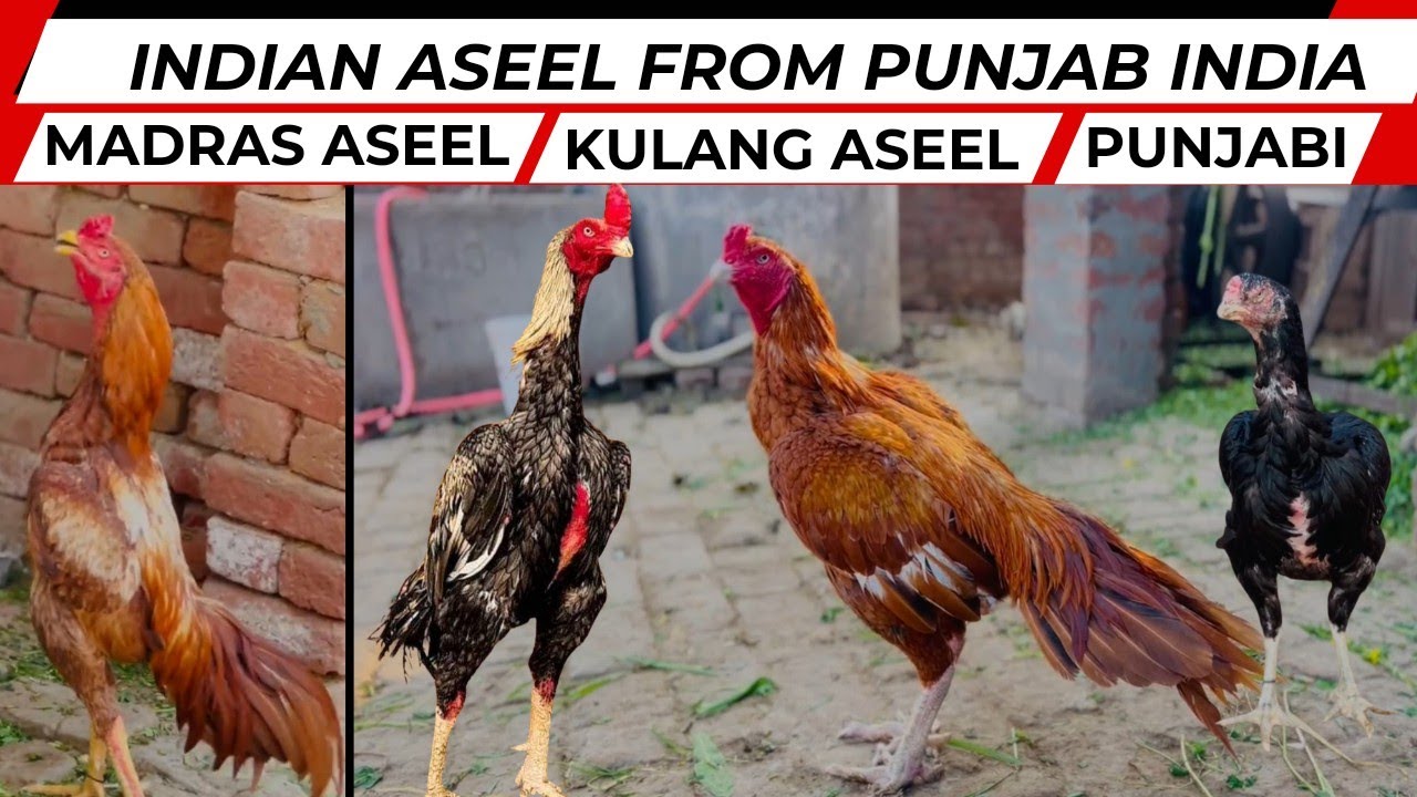 Indian Aseel from Punjab India | Pure Aseel Murga | Indian Asil Chicken |  Madras Aseel | Qaib galos