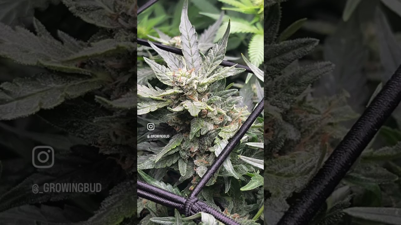 Stress Killer CBD / First Grow \