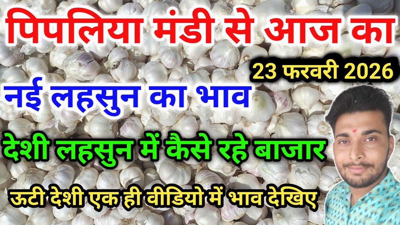 नई देशी ऊटी लहसुन भाव पिपलिया मंडी New Garlic Price Today Pipliya Mandi February 23, 2026