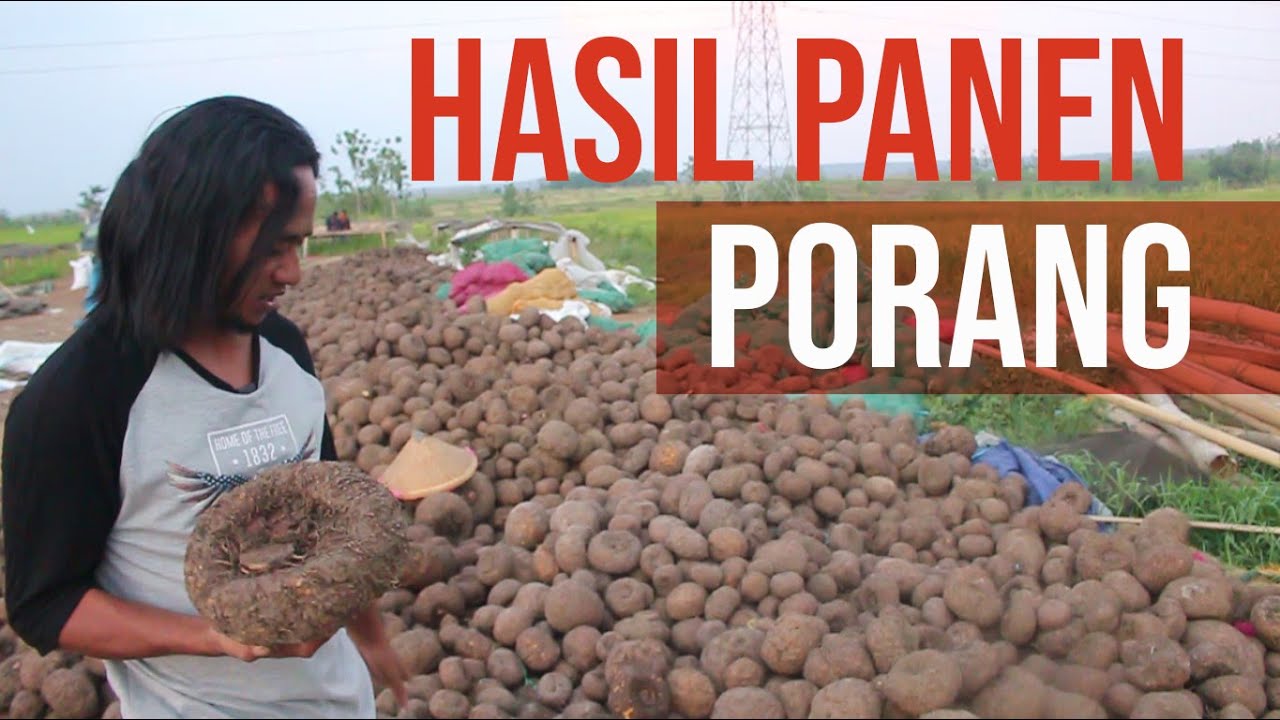 Pebandingan HASIL PANEN PORANG (081335851872 wa khusus)