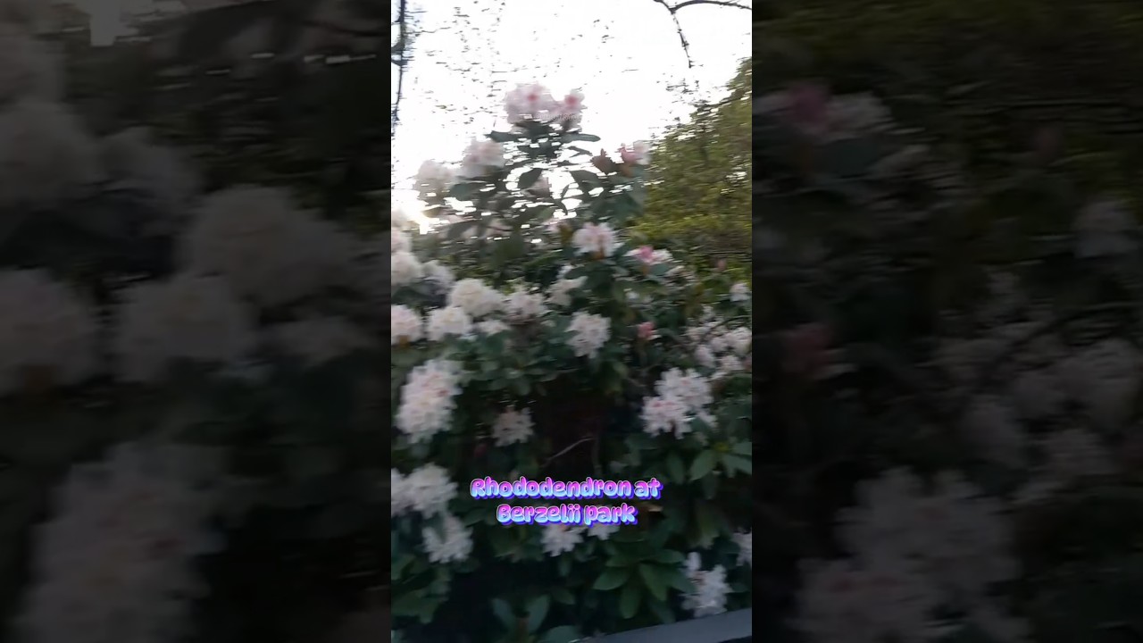 Rhododendron at Berzelii park
