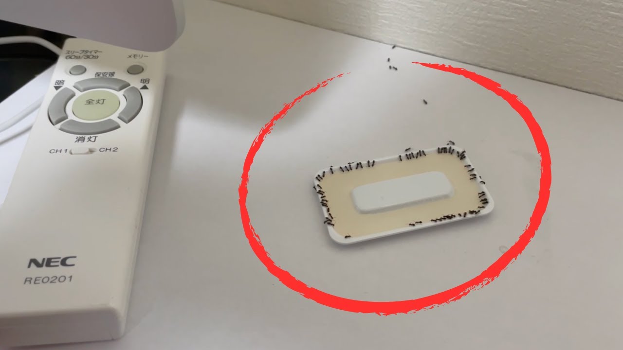 部屋を歩くアリを退治する！