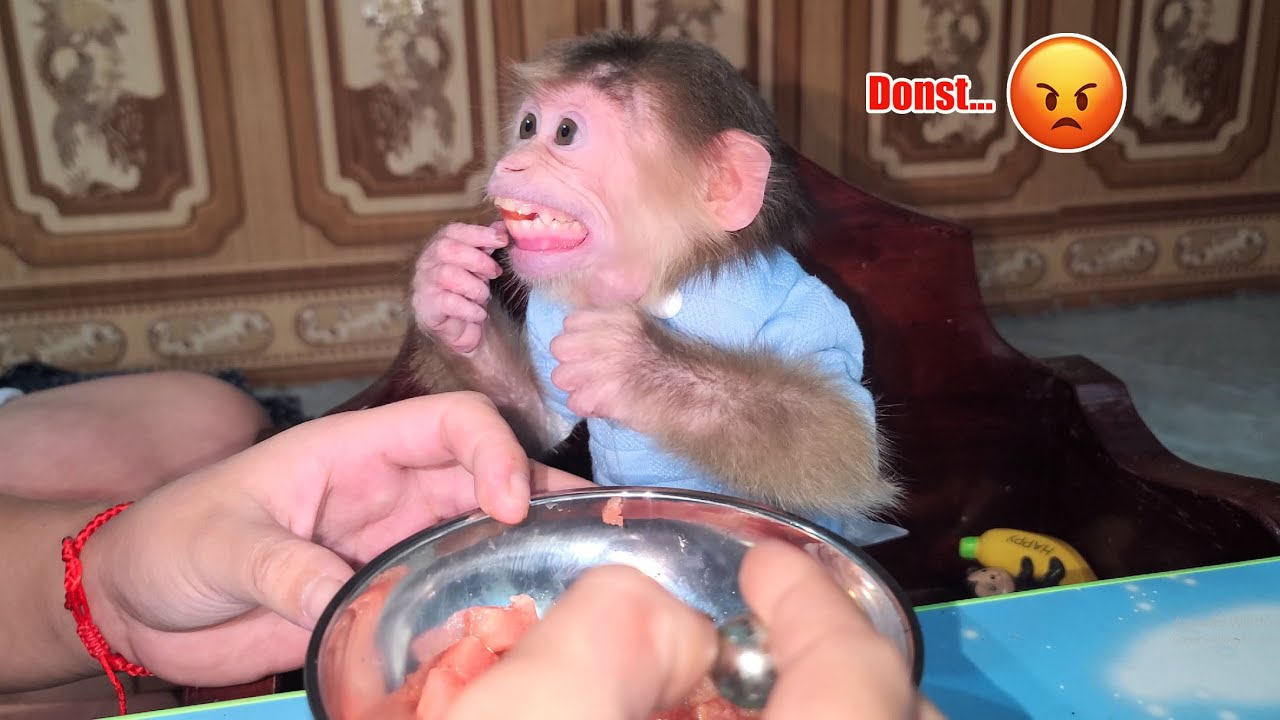 Baby Monkey David gets angry with Mom