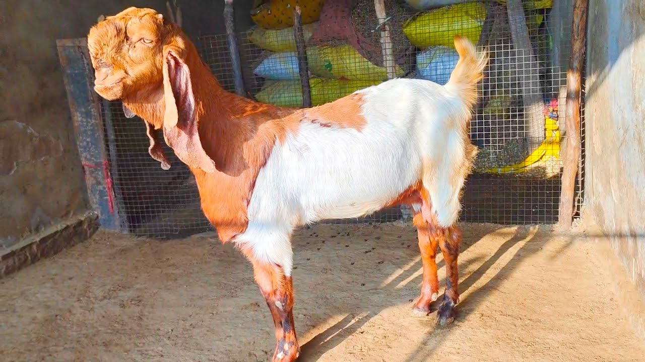 #Totapuri #Bakri full puch face me nember one quality Alwar #Rajasthan me famous #beautifullgoats 