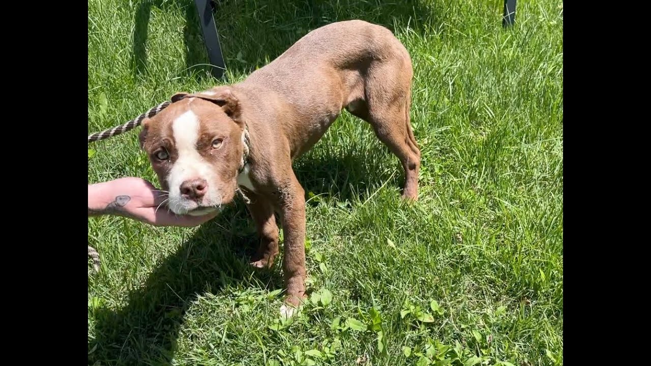 We knew it was Parvo... - Stray Rescue of St.Louis