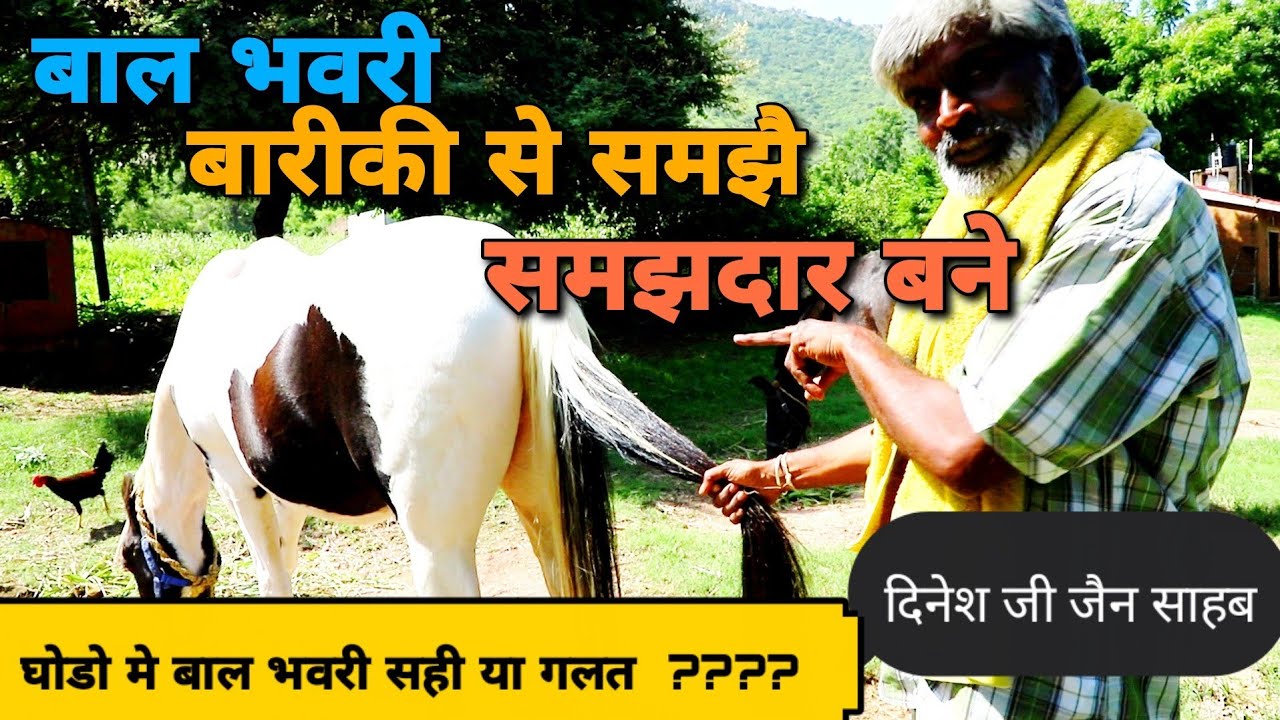 दिनेश जी जैन साहब और घोड़ों की बाल भवरी क्या कहते है दिनेश जी, जान लो सारा खेल
