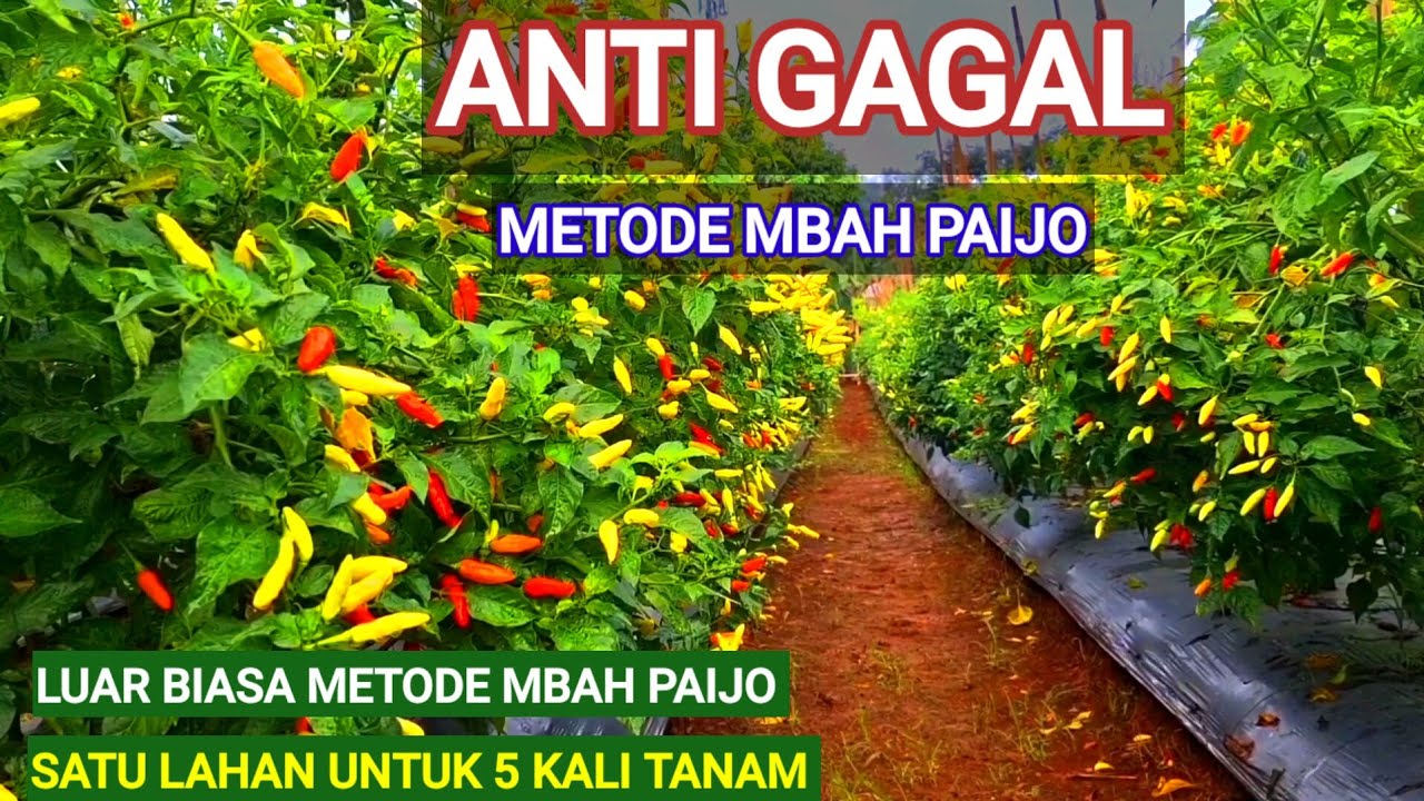 ANTI GAGAL. !! METODE MBAH PAIJO TANAMAN CABE TUMBUH SUBUR ||PANDUAN LENGKAP