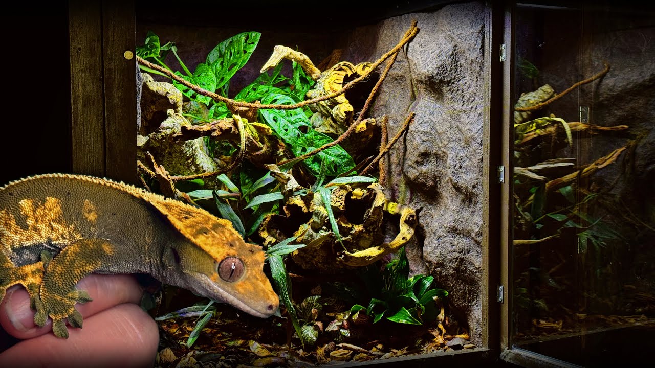 Making a bioactive crested gecko vivarium 