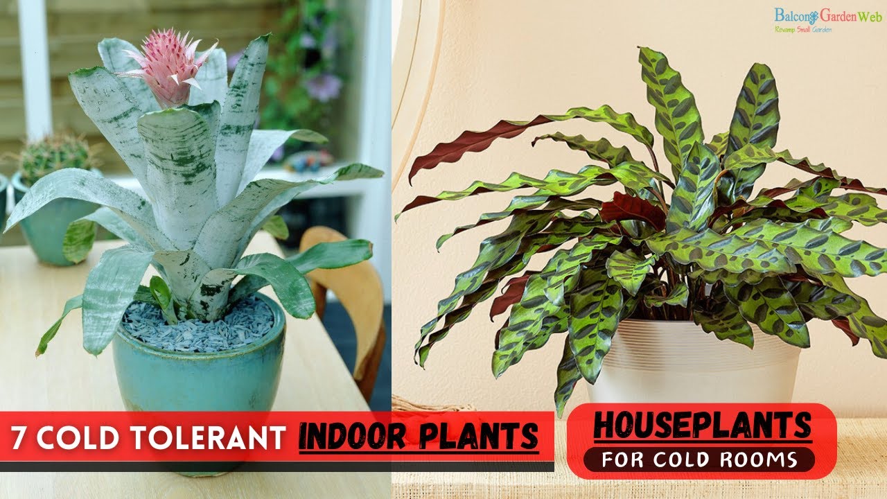 7 Cold Tolerant Indoor Plants | Houseplants for Cold Rooms