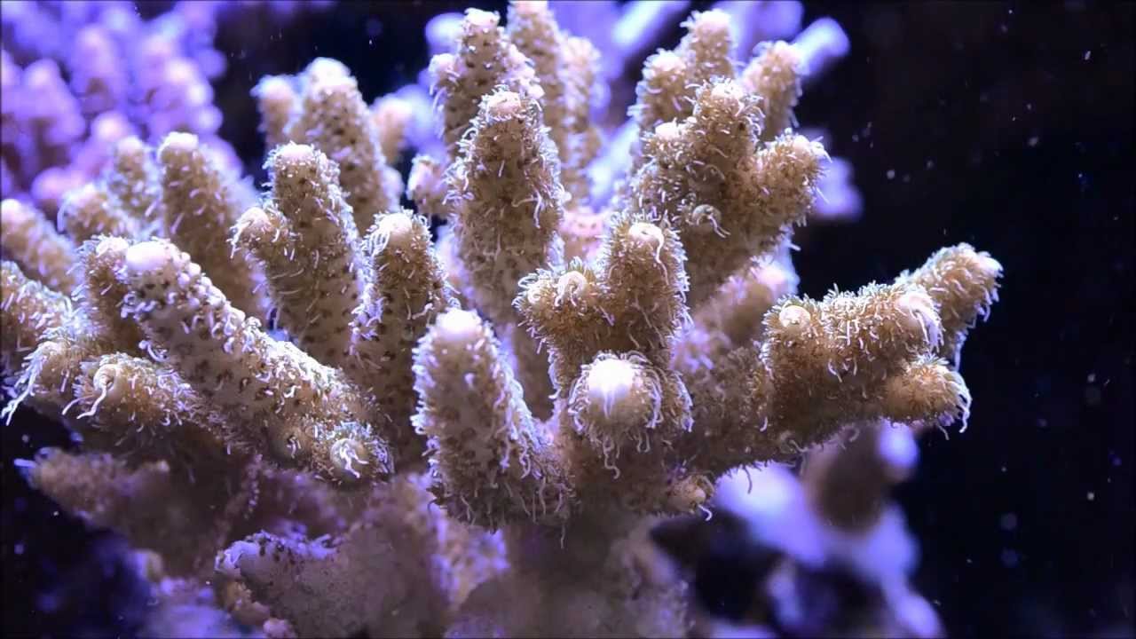 Preis Aquaristik Coral V Power Food Review