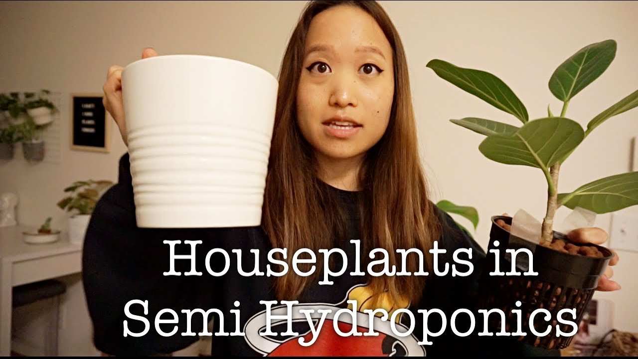HOW I GROW MY HOUSEPLANTS IN SEMI HYDROPONICS | LECA