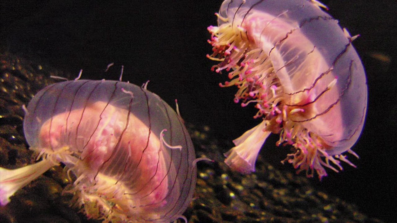 Flower Hat Jelly summary- Class Hydrozoa