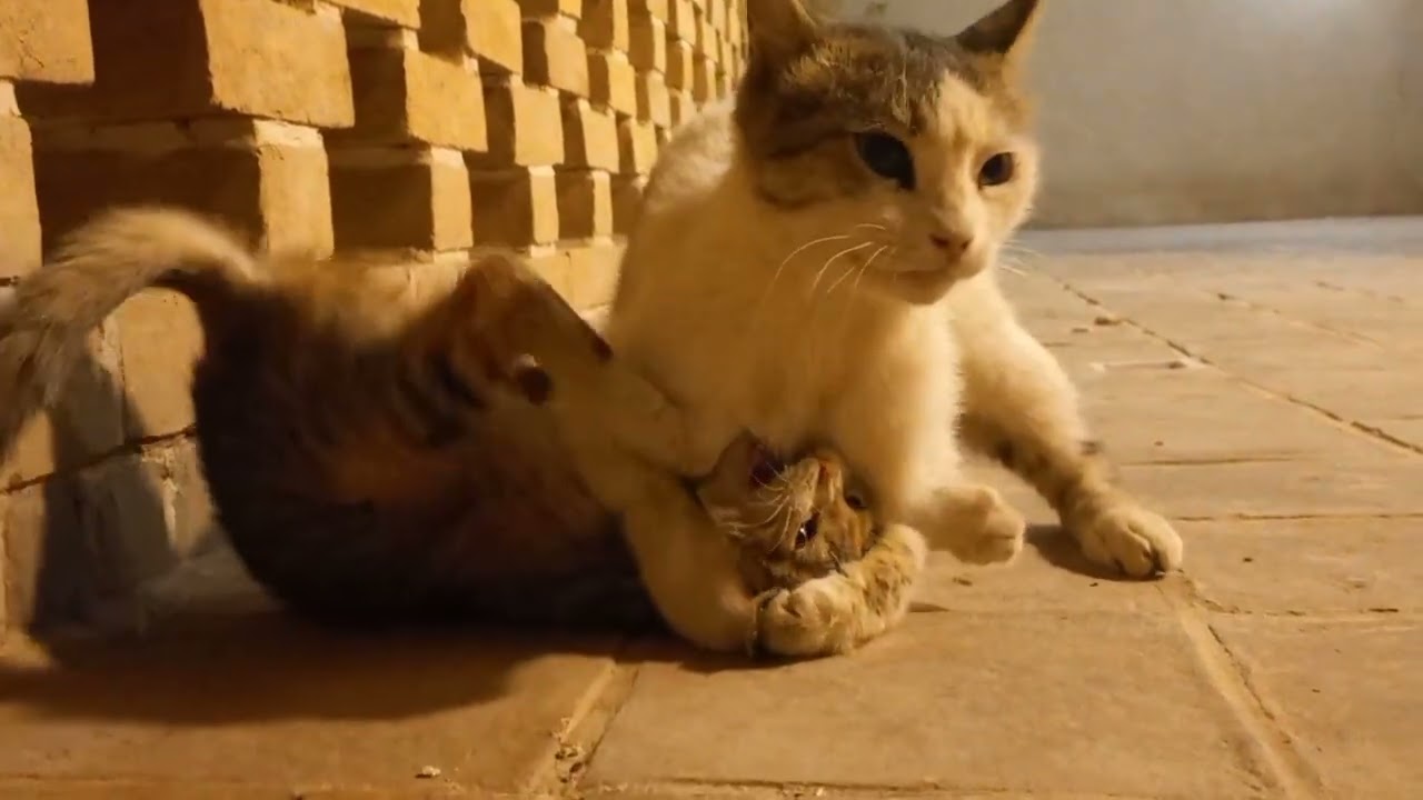 Ayo Ep15: Tiny Self-Defense Lesson! 😻💖🐾 #kitten #catshorts #cutekitten #funnycats #adorablekittens 