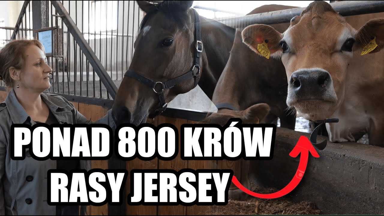 Postawili na krowy rasy Jersey! Stadnina Koni Iwno