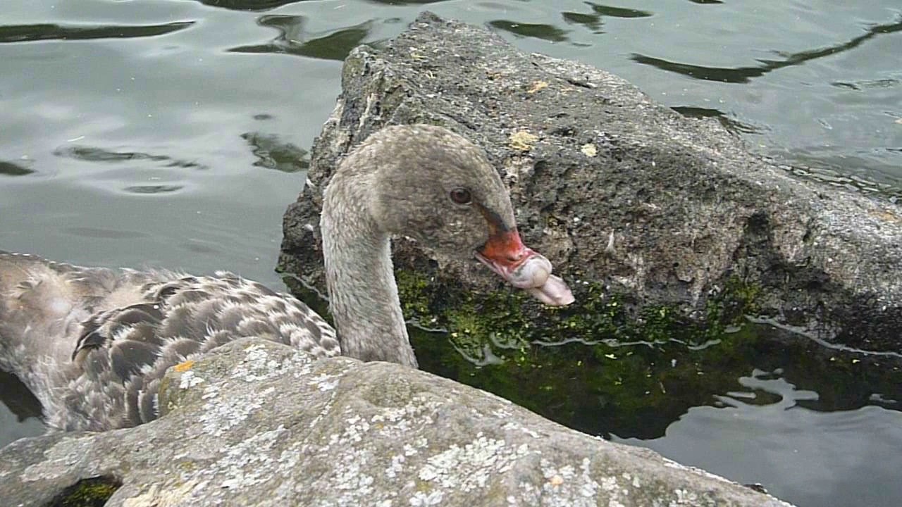 Swan with deformed beak