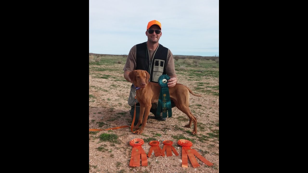 Firestorm Pacific Duke - AKC Junior Hunt test @ 7.5 months