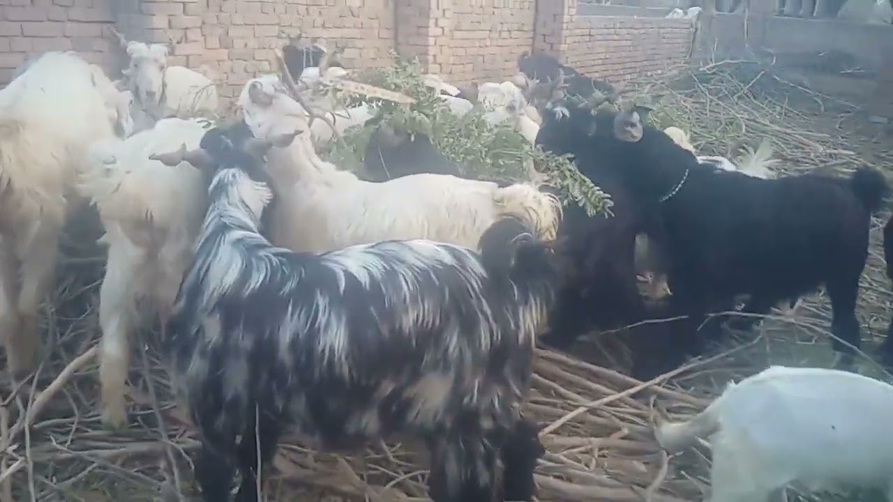 #ddp goats#animals#goats farming#hobby