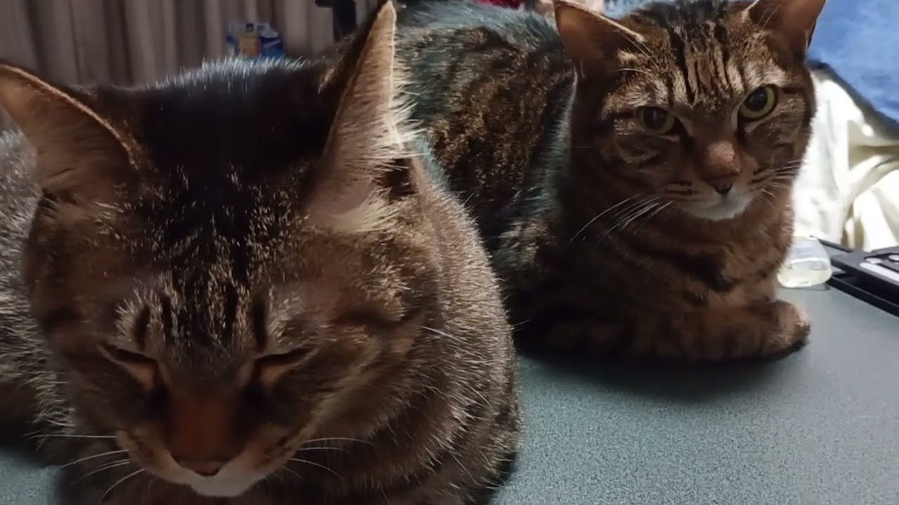 ねるとめる、呆けている。 #猫 #猫のいる暮らし