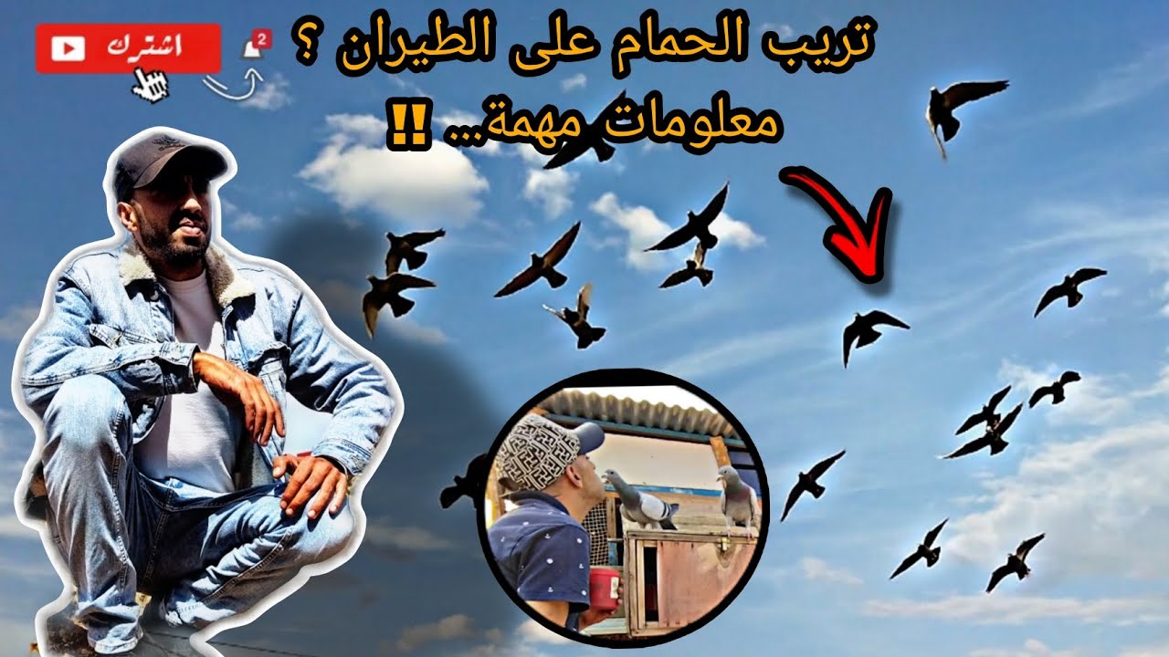 كيفية تدريب الحمام الزاجل من (أ) إلى (ي) +رفع اللياقة البدنية و الطريقة الصحيحة لإستعمال الرايا 🏴.