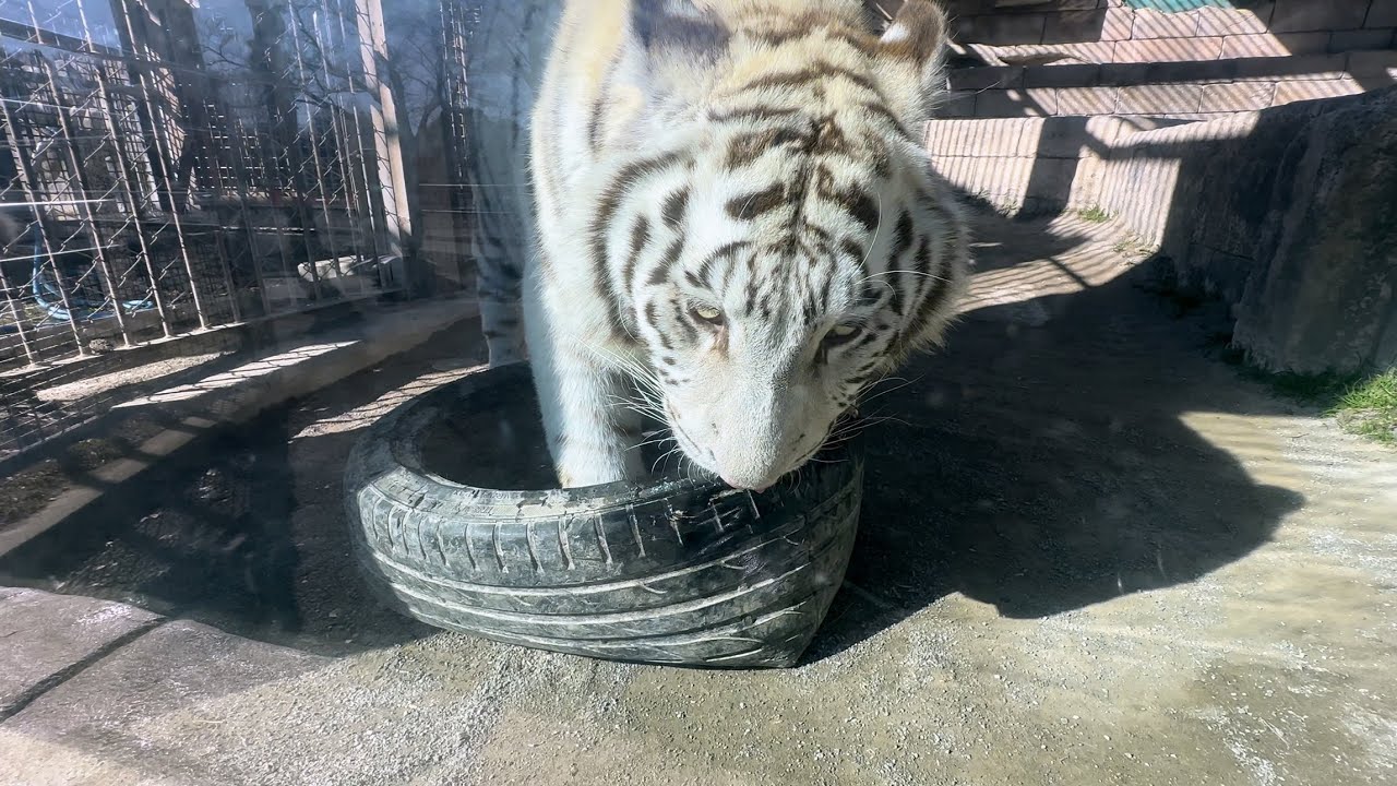 コタくんとハクくんに舐められてベトベトになるタイヤ🐯　1月29日 東武動物公園　ホワイトタイガー