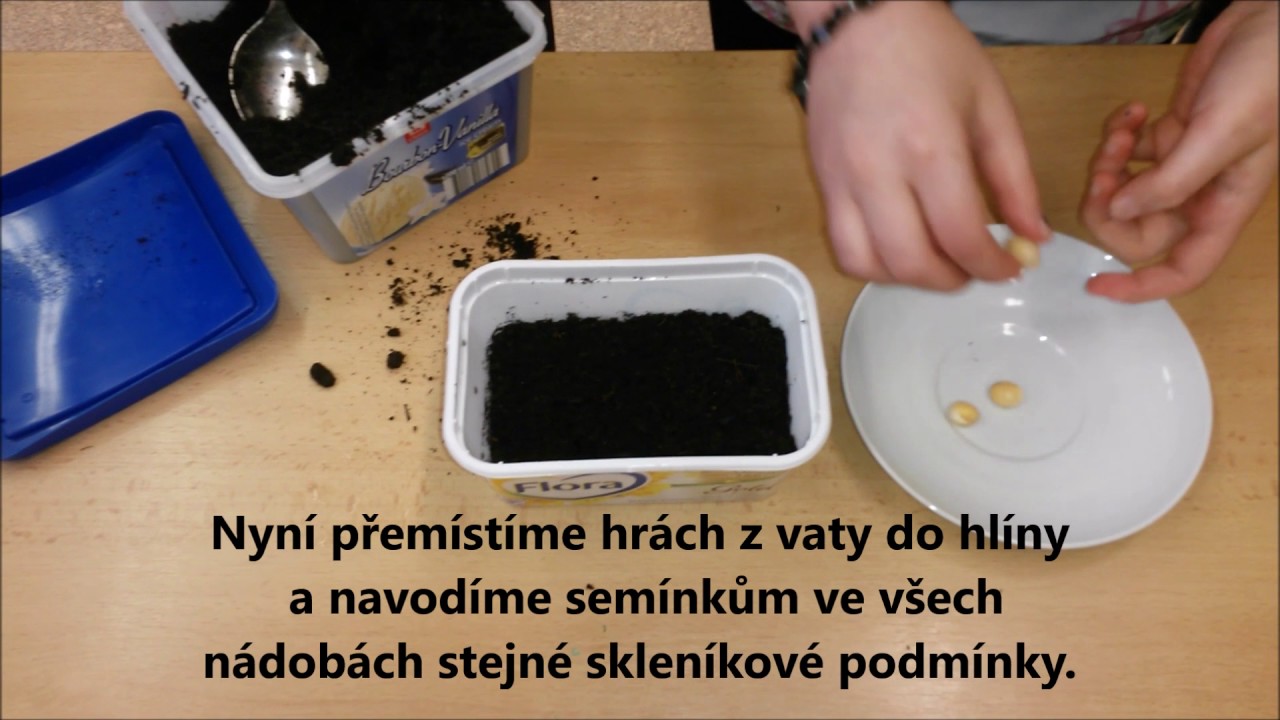 Kl&iacute;čen&iacute; a růst rostlin