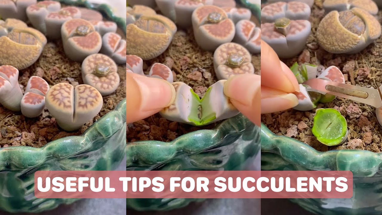 Useful Tips For Succulents - Part 27 | 多肉植物 | 다육이들 | Suculentas #plants