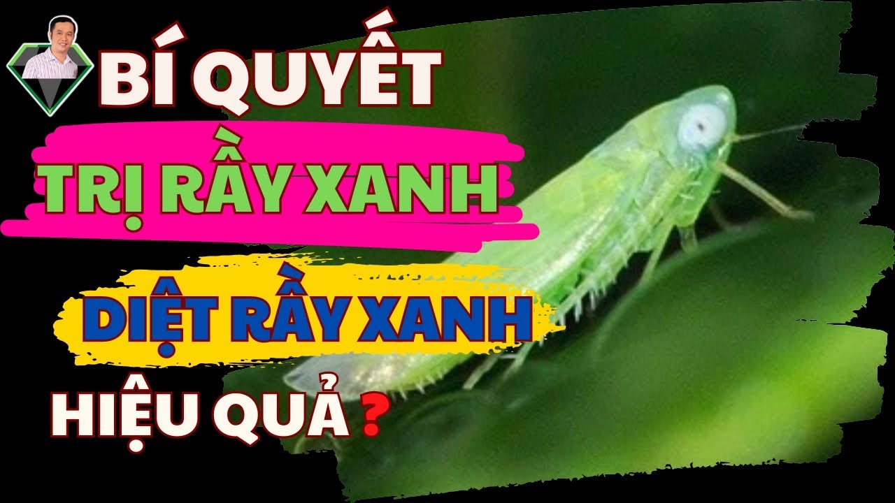 Bí Quyết Trị Rầy Xanh, Diệt Rầy Xanh Hiệu Quả Khi Canh Tác Cây Trồng | Lương Hồng Sơn