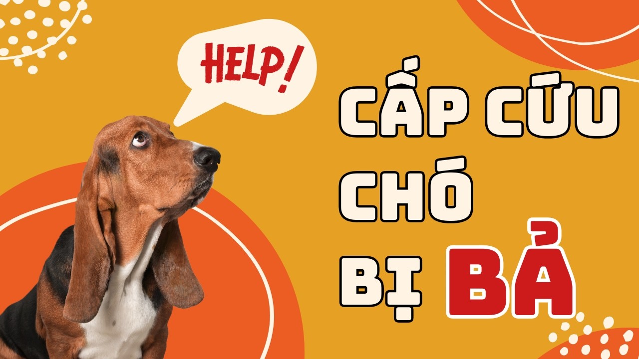 SOS! Cách Cấp Cứu Chó Bị Đánh Bả Ngay Tại Nhà Trong 10 Phút | Bác Sĩ Trung