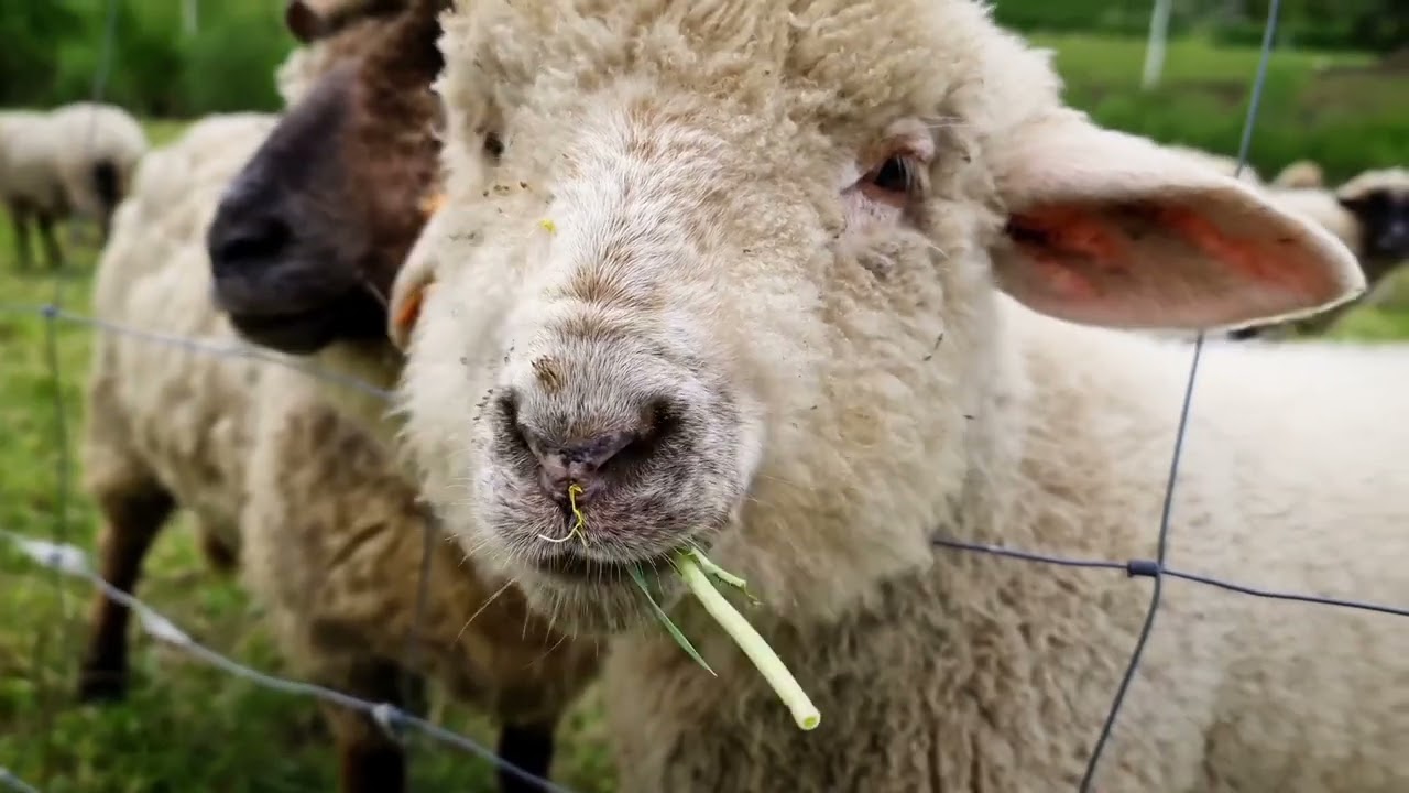 Sheep Serenade: A Fascinating Look into the World of Sheep