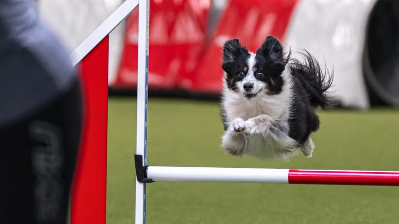 Mooni Augustturnier 2024 Hundesporthalle Thalfang